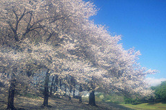 毎日の暮らしのお手伝い、古河市の【便利屋sakura】にお任せください！